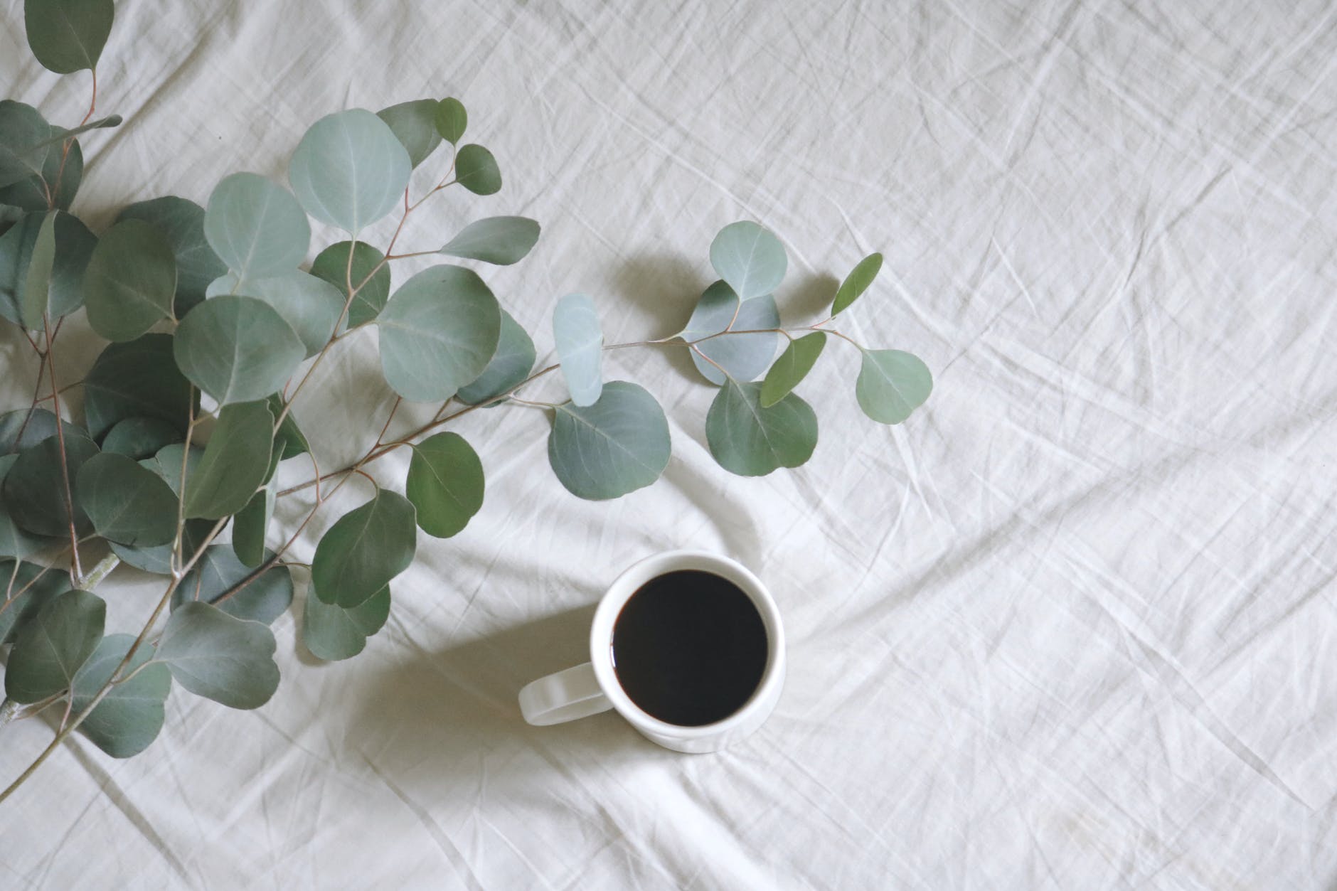 flat lay photography of white mug beside green leafed plants