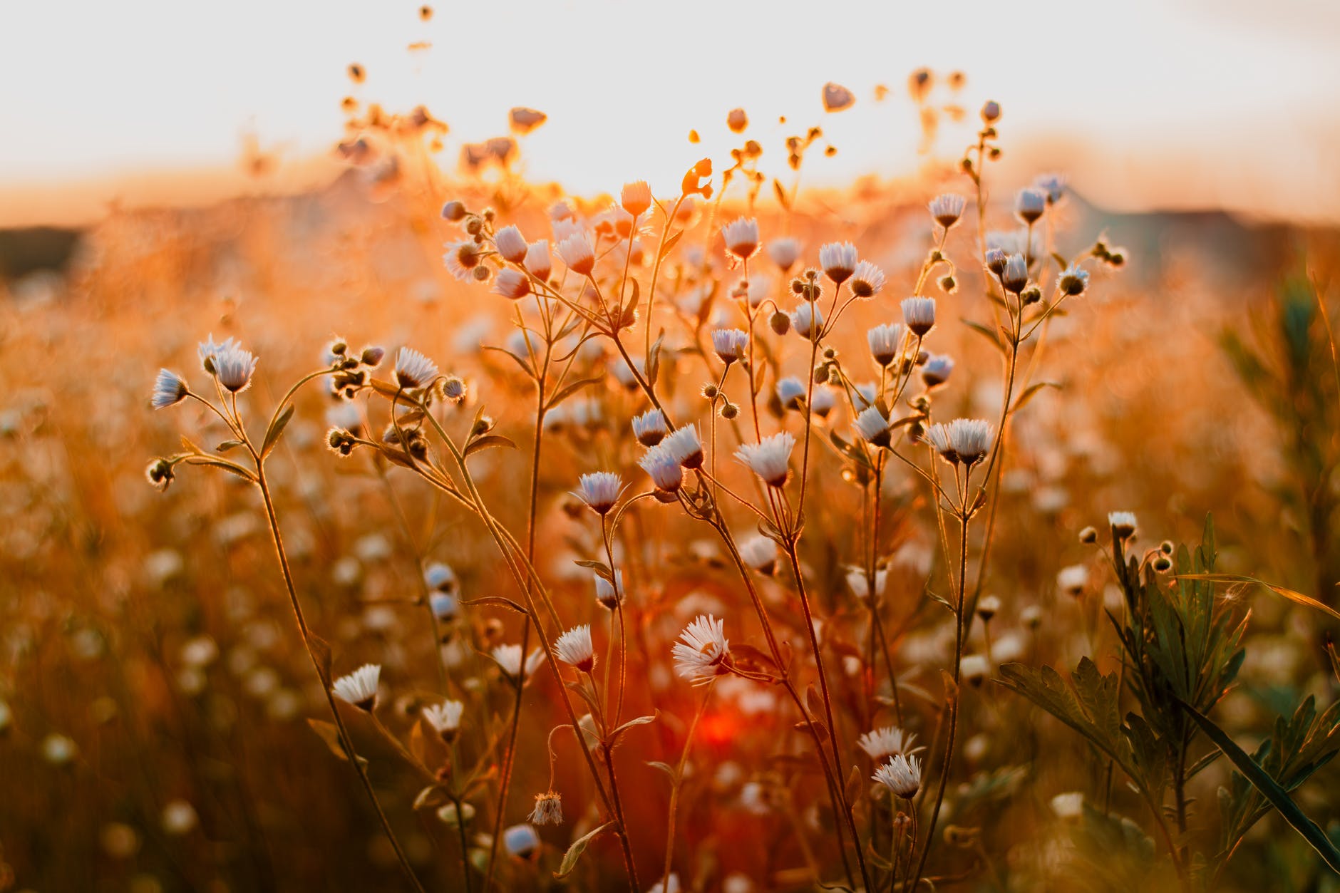 close up photo of flowers during daytime