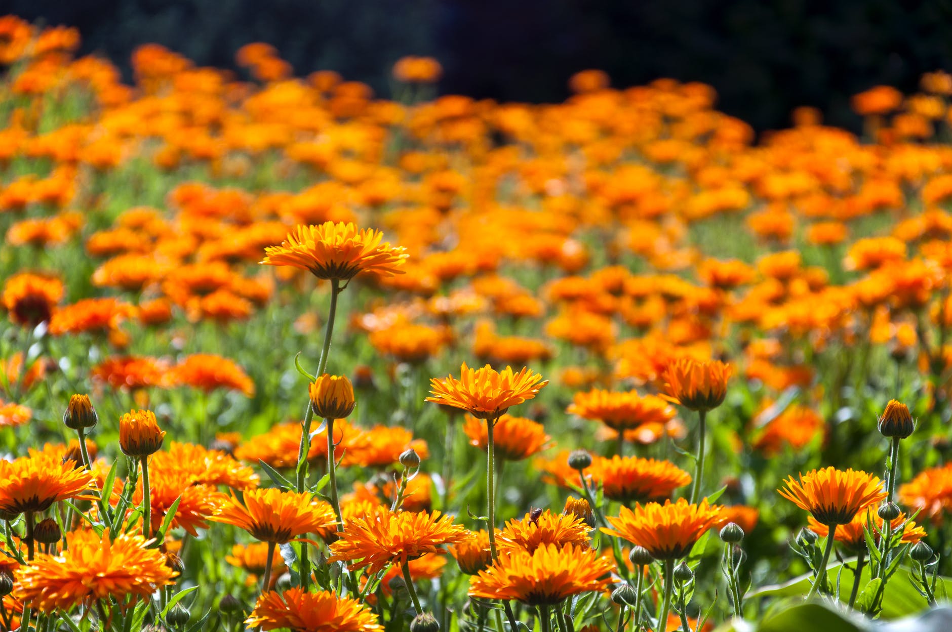 field flowers summer sun